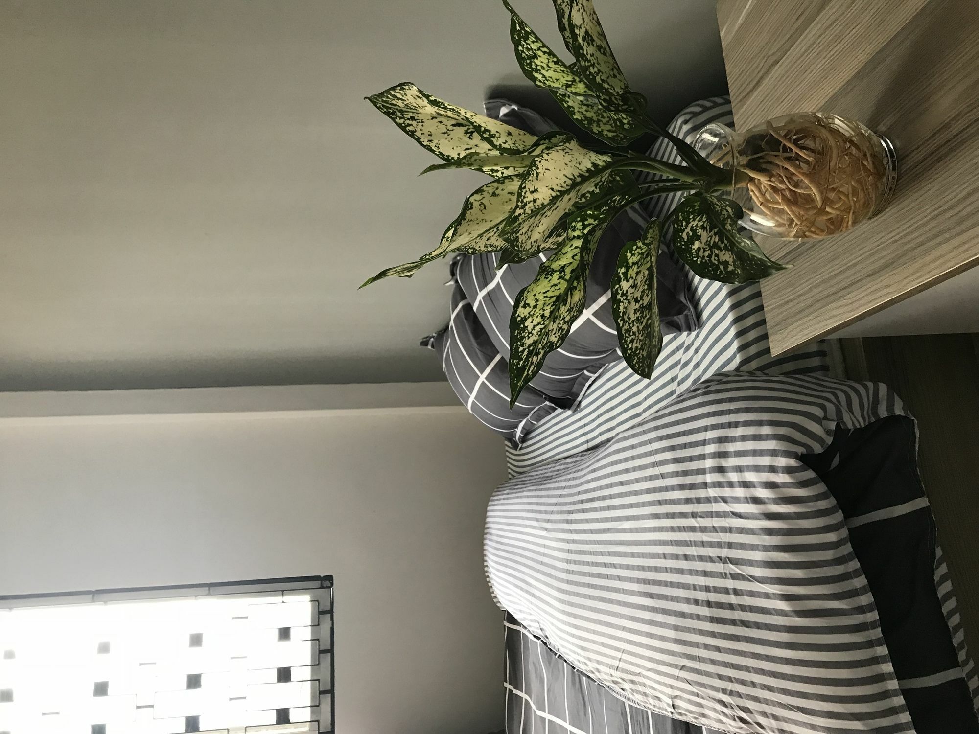 Meowies Homestay ホーチミン市 エクステリア 写真